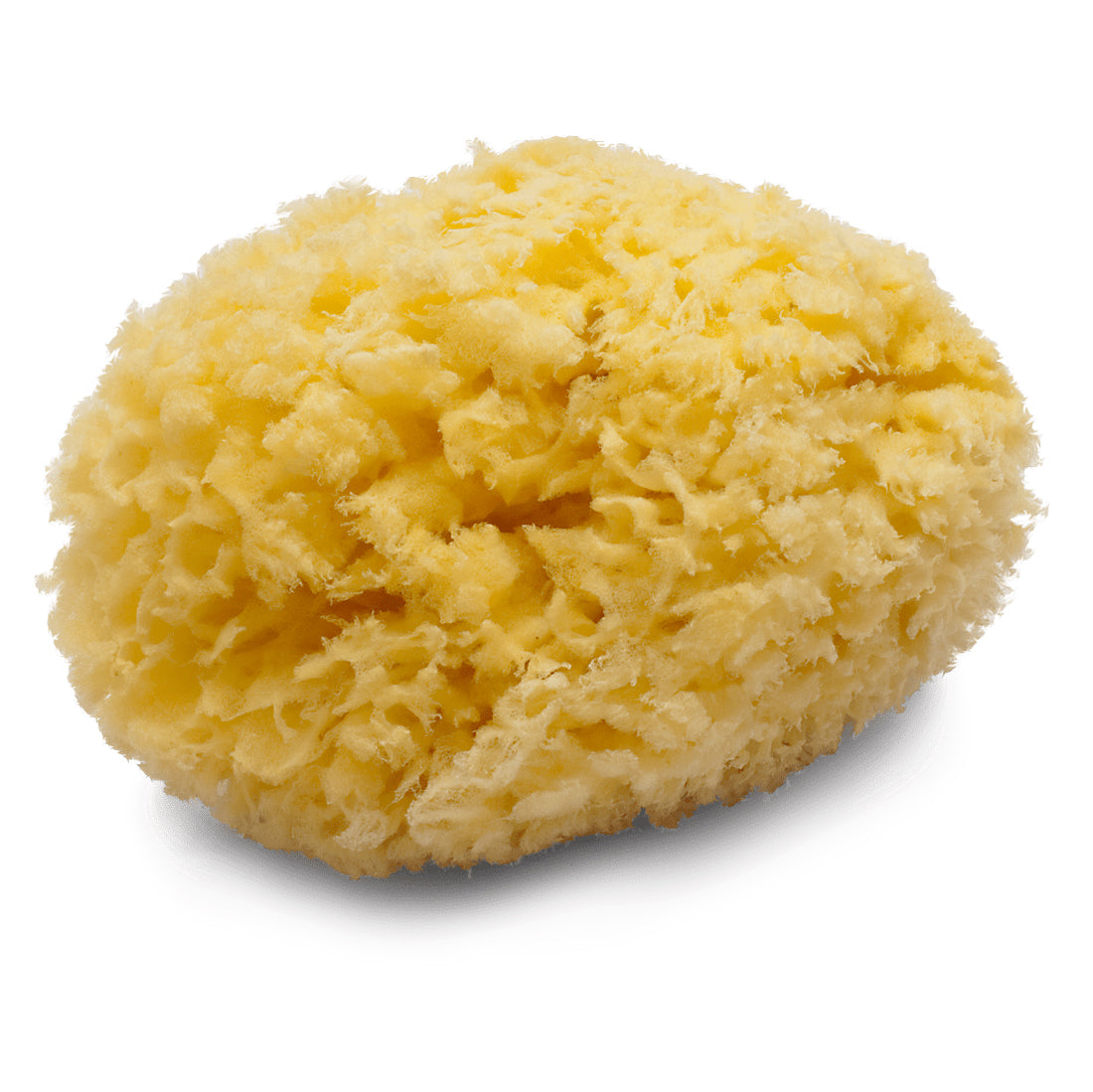 PECLAVUS Naturschwamm, .