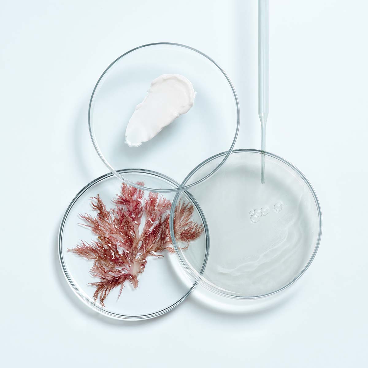 THALGO CICA MARIN Beruhigendes Fluid – 50ml, Petrischalen mit Rotalge und Cremeprobe