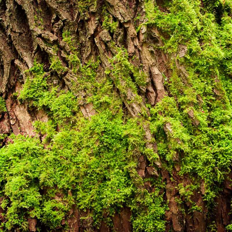 YODEYMA Active Man – 100ml, Moos