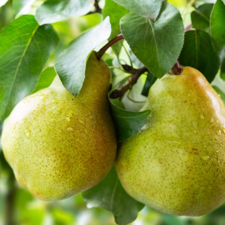 YODEYMA Amira – 15ml, Birnen