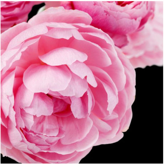 YODEYMA Dinara  – 15ml, Detailaufnahme Christrose