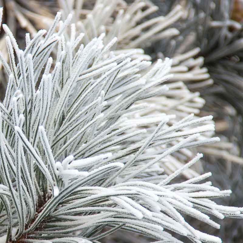 YODEYMA For You – 15ml, weiße Zeder