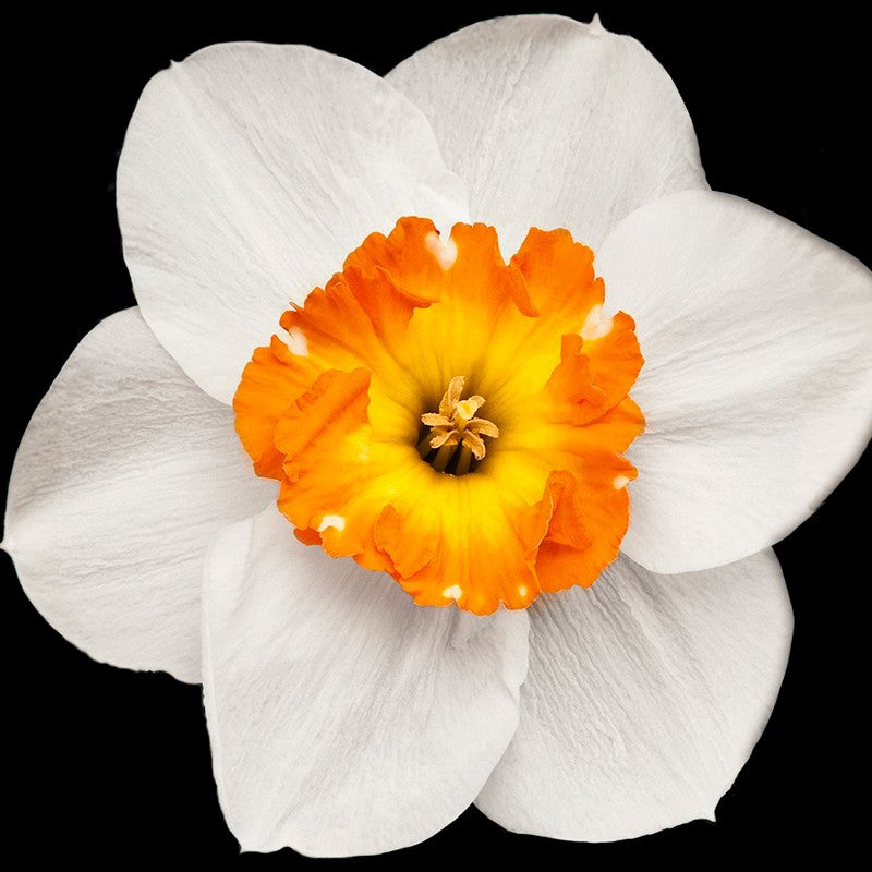 YODEYMA Houston – 15ml, Narzissenblüte