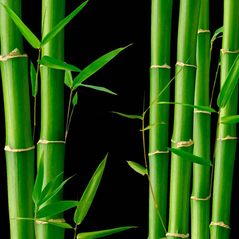 YODEYMA Kara – 15ml, Bambus