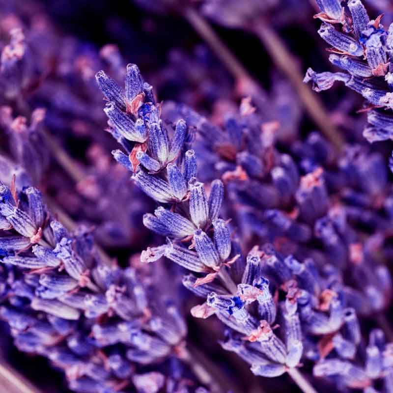 YODEYMA Kent – 15ml, Lavendelblüten