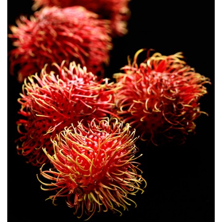 YODEYMA Linet – 15ml, Lichi