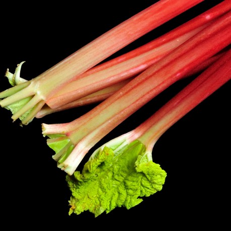 YODEYMA Linet – 15ml, Rhababer