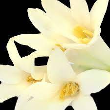 YODEYMA Lis – 100ml, Tuberose