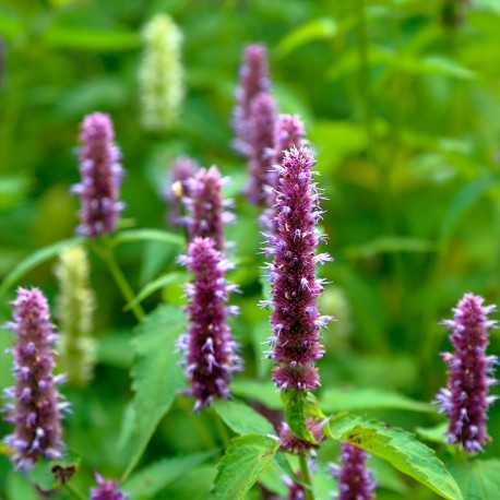 YODEYMA Oud Gem – 15ml, Patchouli Pflanzen