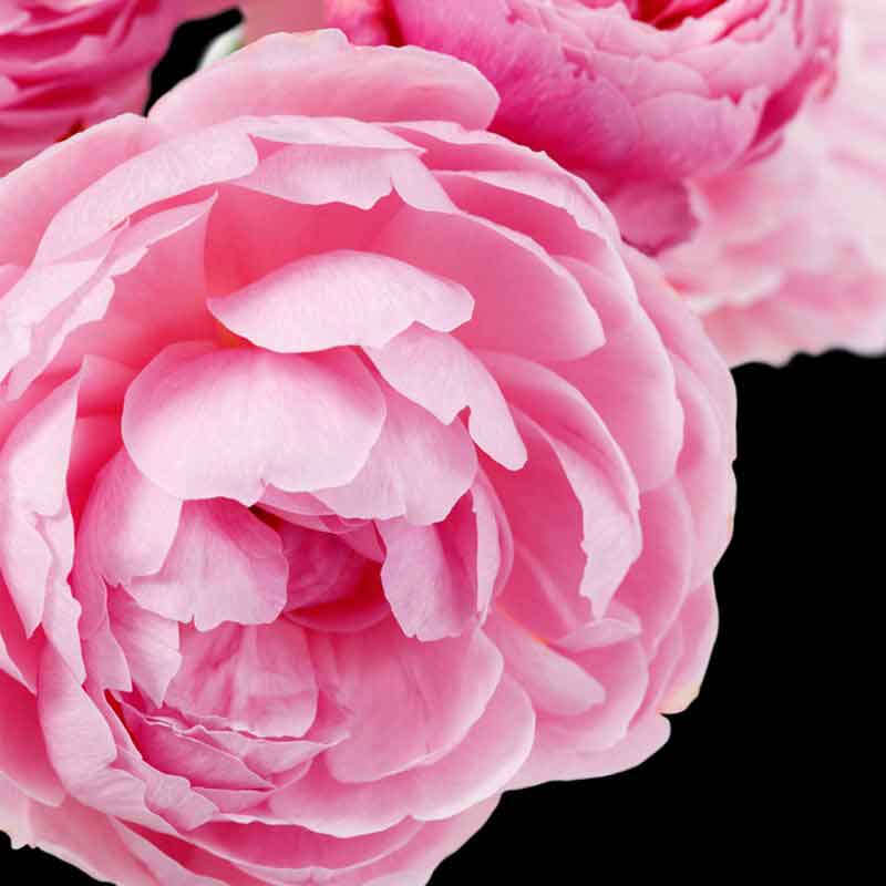 YODEYMA Prime – 15ml, Primrose