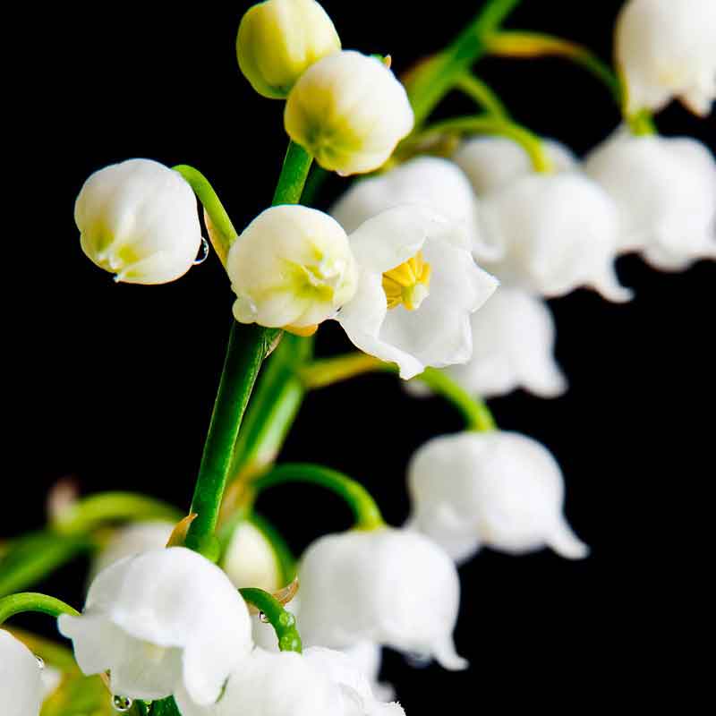 YODEYMA Seduccion – 15ml, Maiglöckchen