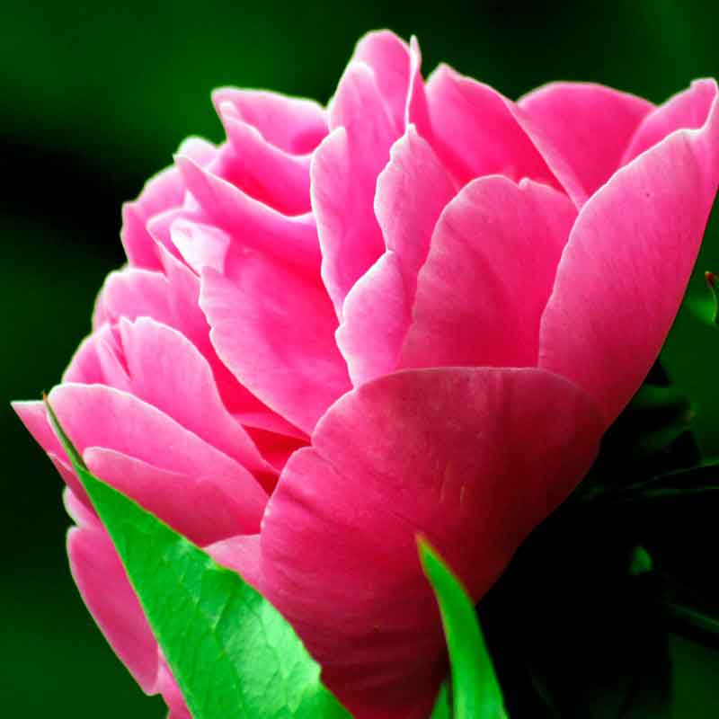 YODEYMA Seduccion – 15ml, Pfingstrose