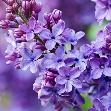 YODEYMA Silk Elixir – 15ml, Fliederblüte