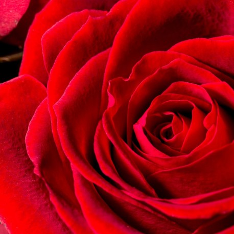 YODEYMA Silk Elixir – 15ml, Rose