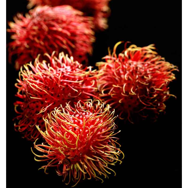 YODEYMA Sophisticate – 15ml, Litschi