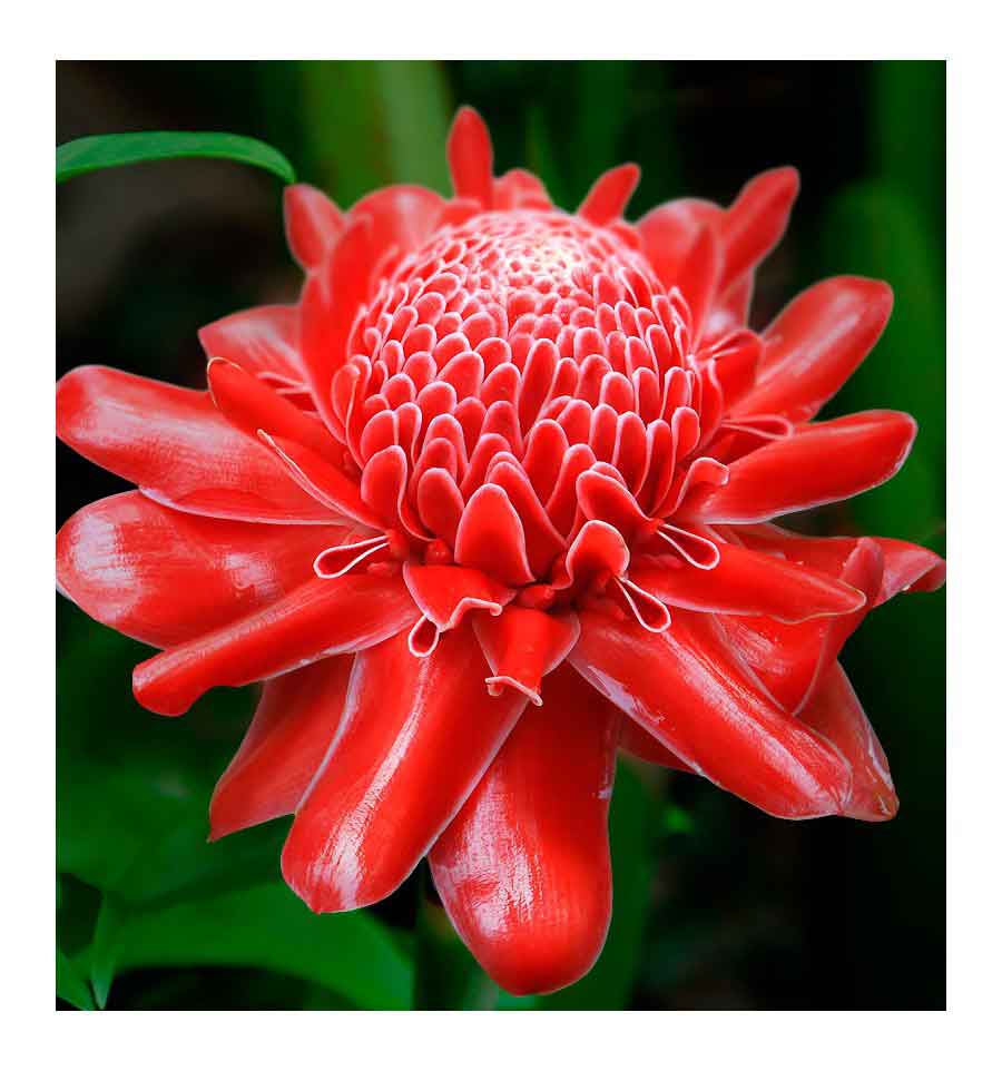 YODEYMA Temis  – 15ml, Ingwerblüte