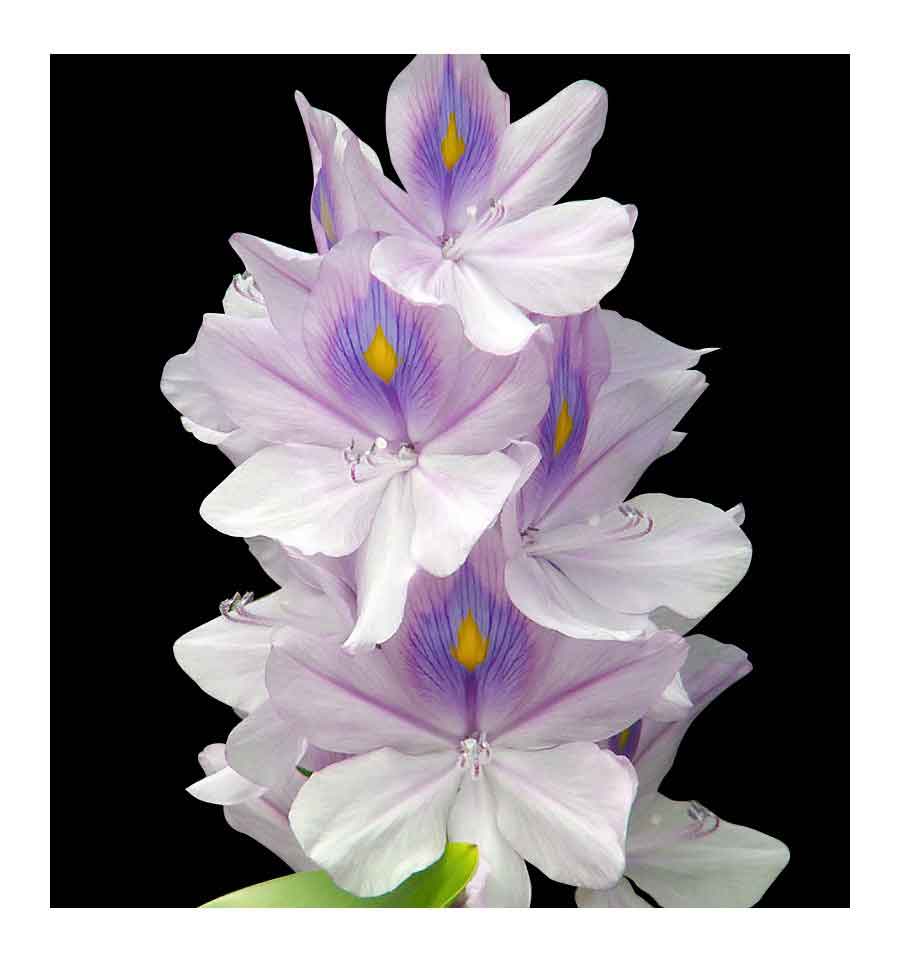 YODEYMA Temis – 15ml, Lilie