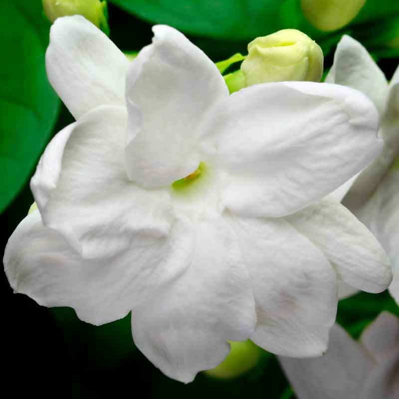 YODEYMA Very Special – 100ml, Lotusblüte