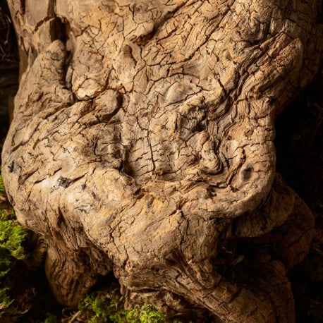 Eichenrinde