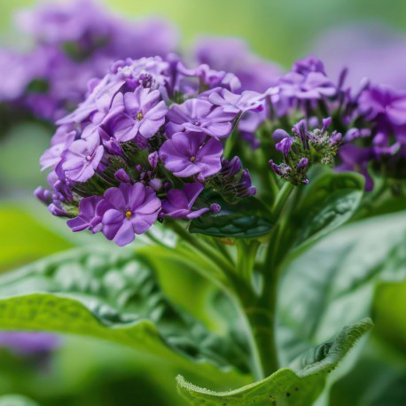 Vanilleblume