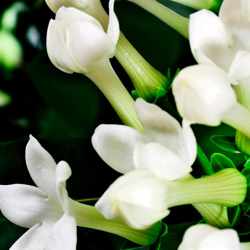 YODEYMA Boreal  – 100ml, Jasminblüten