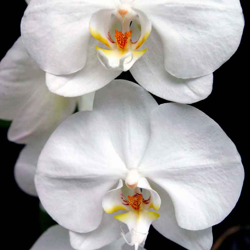 YODEYMA Harpina  – 15ml, Orchidee
