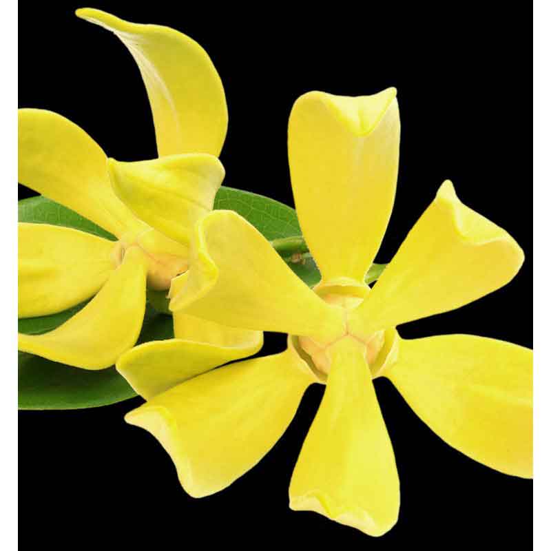 YODEYMA L'eau Berlue – 15ml, Ylang Ylang Blüte