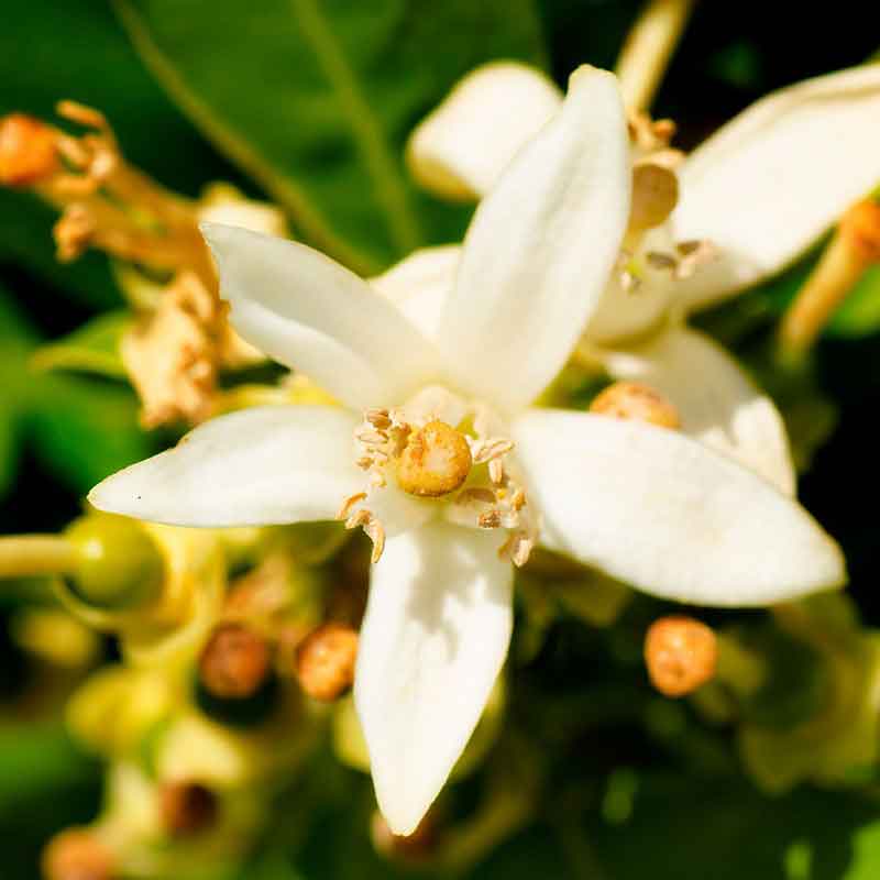 YODEYMA Lis  – 100ml, Orangenblüte