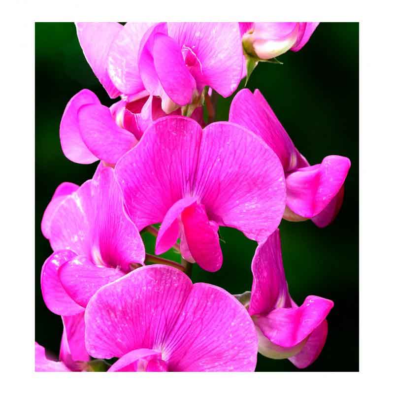 YODEYMA Poetic  – 15ml, Zuckererbsenblüte