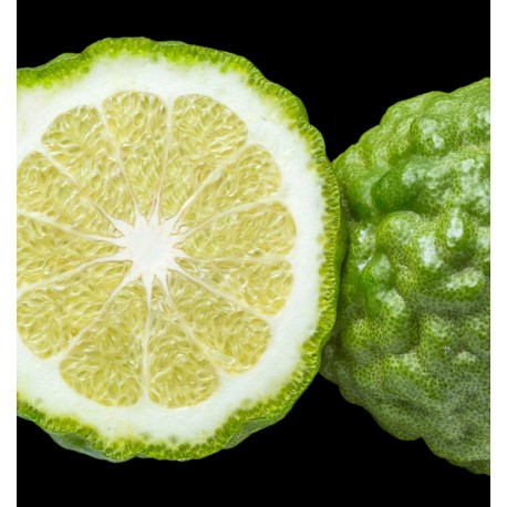 Limette aufgeschnitten