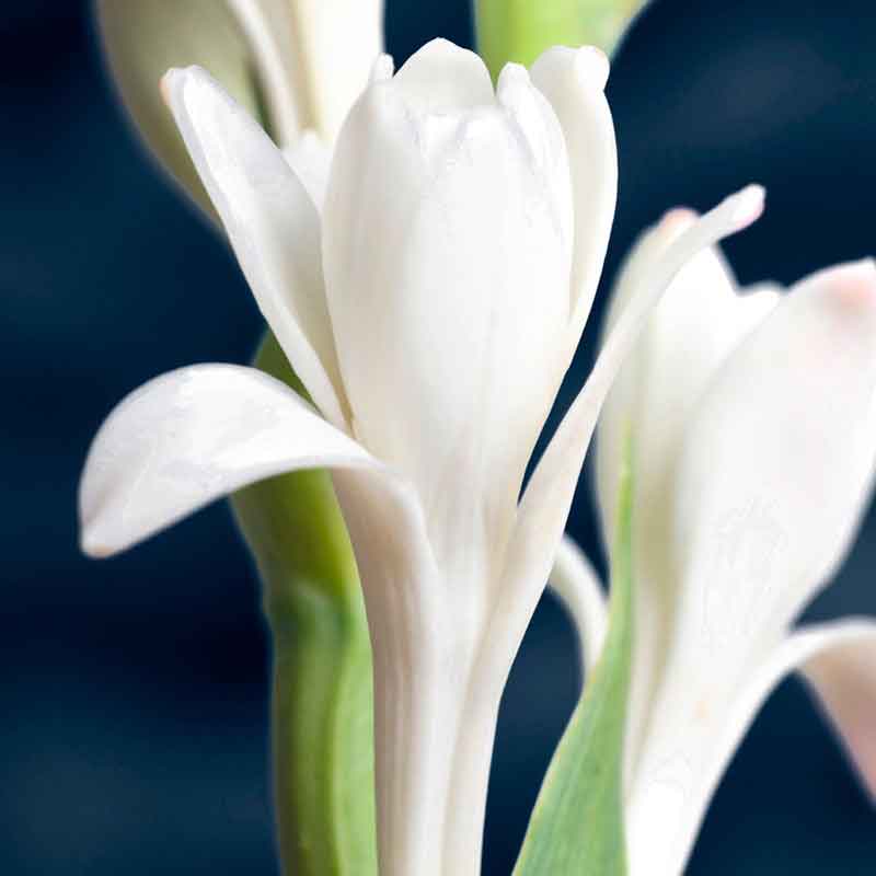 YODEYMA Yode  – 15ml, Tuberose